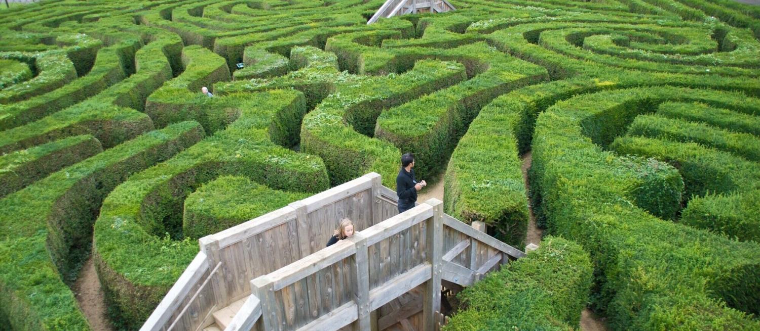 Two people standing in a hedge maze