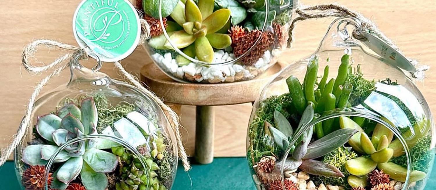 Plantifull Terraniums