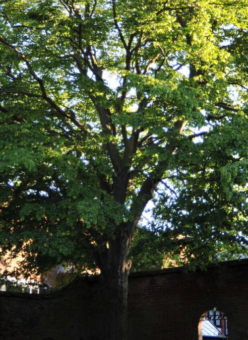 Tree in St Albans Vintry Garden