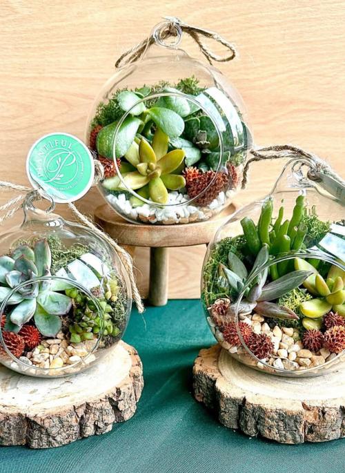 Plantifull Terraniums