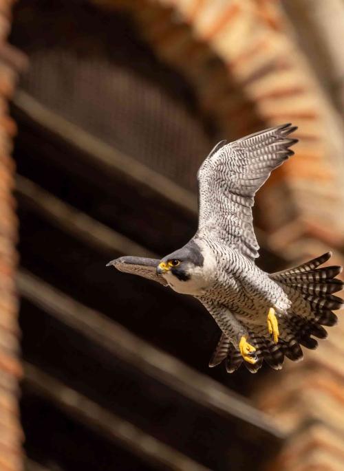 A Peregrine Falcon with wings outstretched flying close to St Albans Cathedral tower